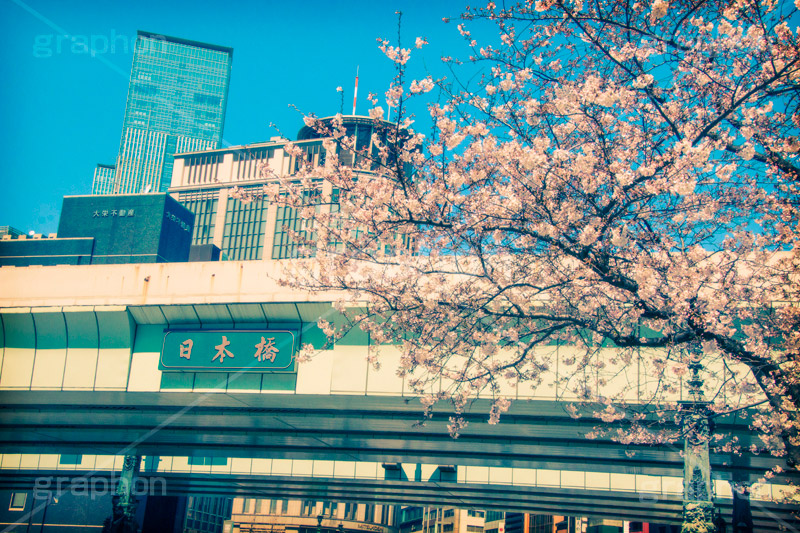 日本橋の桜,トイカメラ撮影,トイカメラ,ヴィンテージ,ビンテージ,レトロ,お洒落,おしゃれ,オシャレ,味わい,トンネル効果