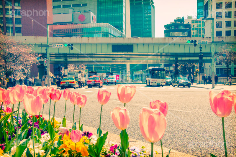 日本橋の花壇,トイカメラ撮影,トイカメラ,ヴィンテージ,ビンテージ,レトロ,お洒落,おしゃれ,オシャレ,味わい,トンネル効果