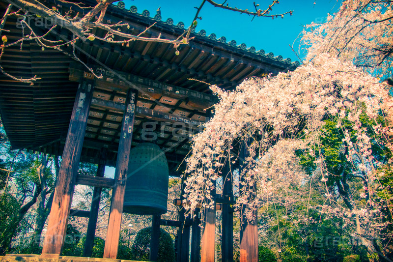 増上寺の枝垂桜,トイカメラ撮影,トイカメラ,ヴィンテージ,ビンテージ,レトロ,お洒落,おしゃれ,オシャレ,味わい,トンネル効果