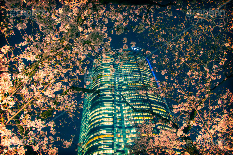 六本木ヒルズの桜,トイカメラ撮影,トイカメラ,ヴィンテージ,ビンテージ,レトロ,お洒落,おしゃれ,オシャレ,味わい,トンネル効果