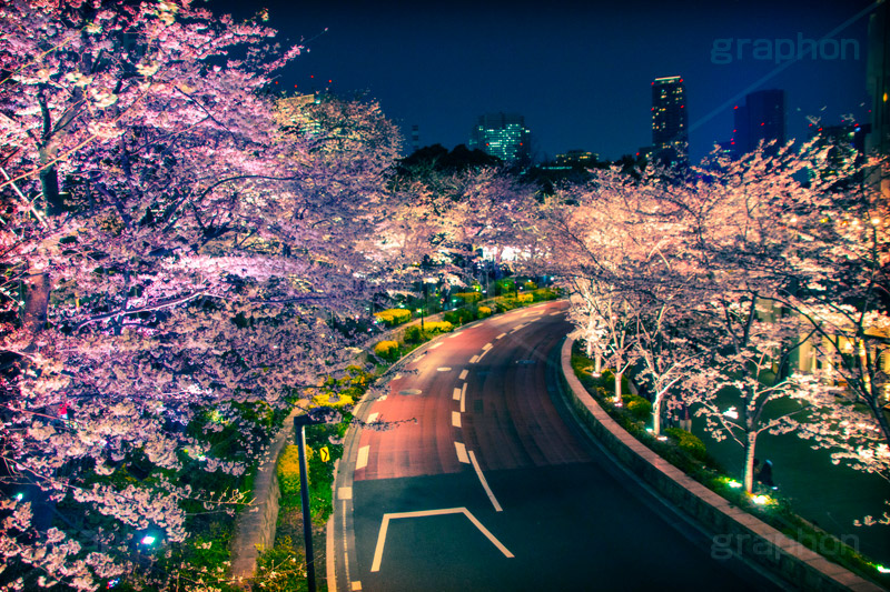 ミッドタウンの桜,トイカメラ撮影,トイカメラ,ヴィンテージ,ビンテージ,レトロ,お洒落,おしゃれ,オシャレ,味わい,トンネル効果