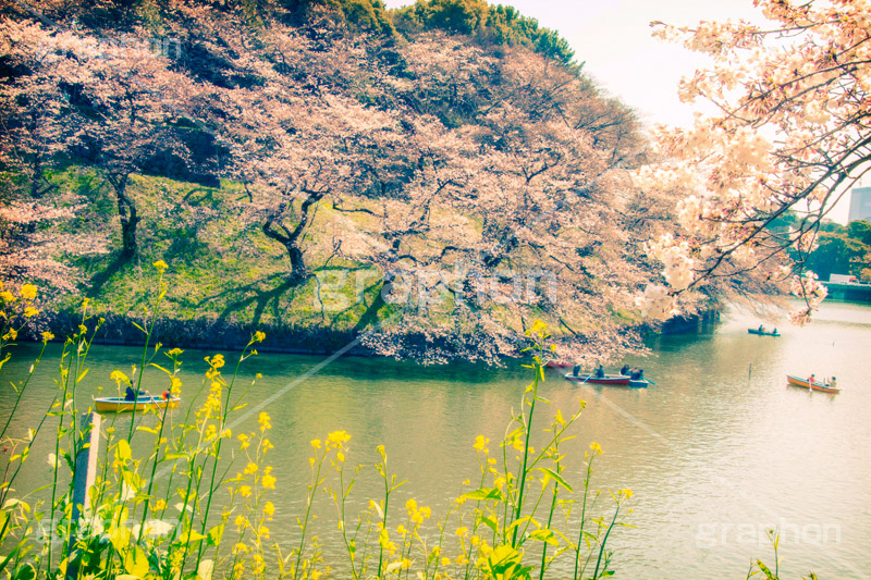 千鳥ヶ淵緑道の桜,トイカメラ撮影,トイカメラ,ヴィンテージ,ビンテージ,レトロ,お洒落,おしゃれ,オシャレ,味わい,トンネル効果