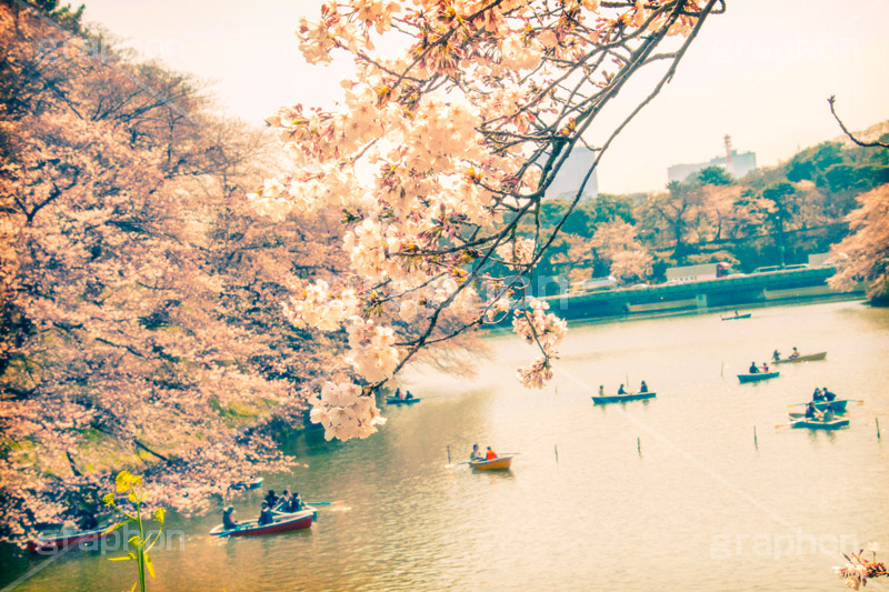 千鳥ヶ淵緑道の桜,トイカメラ撮影,トイカメラ,ヴィンテージ,ビンテージ,レトロ,お洒落,おしゃれ,オシャレ,味わい,トンネル効果