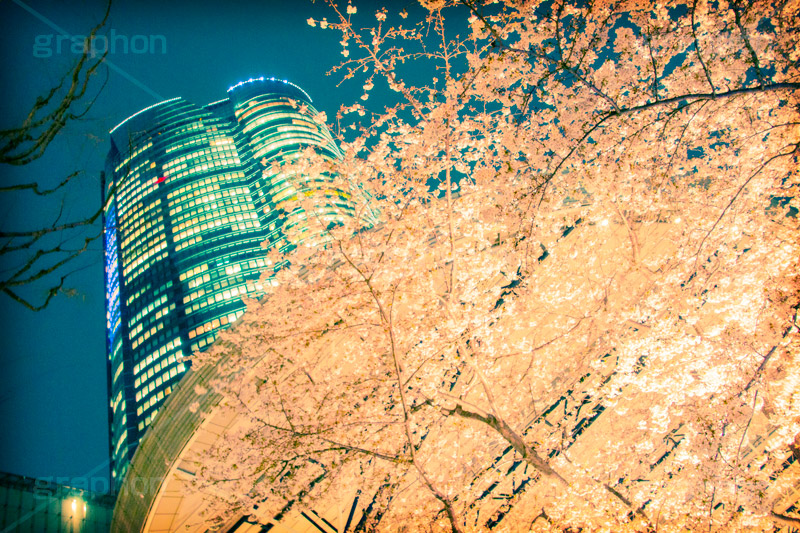 六本木ヒルズと桜,トイカメラ撮影,トイカメラ,ヴィンテージ,ビンテージ,レトロ,お洒落,おしゃれ,オシャレ,味わい,トンネル効果