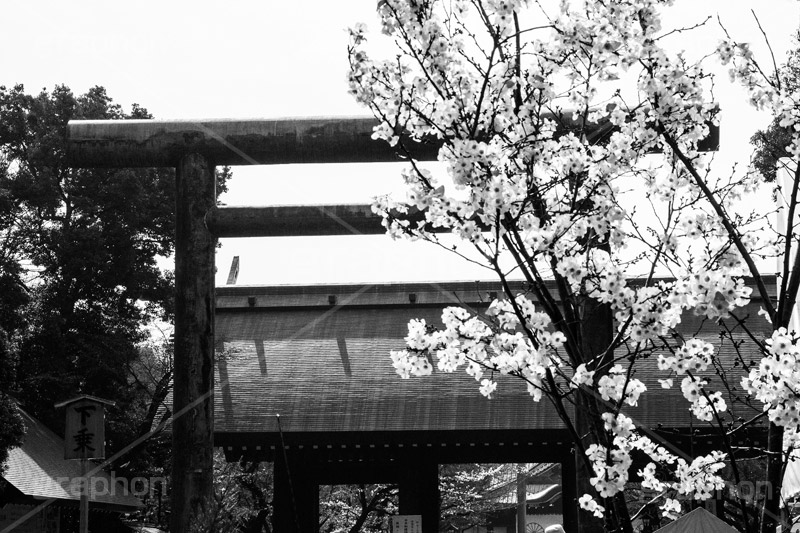 靖国神社,モノクロ,白黒,しろくろ,モノクローム,単色画,単彩画,単色