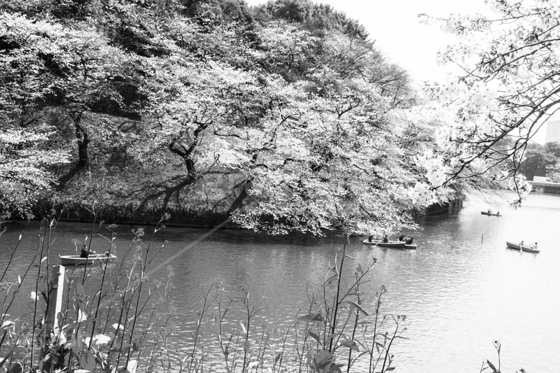 千鳥ヶ淵緑道のさくら,モノクロ,白黒,しろくろ,モノクローム,単色画,単彩画,単色