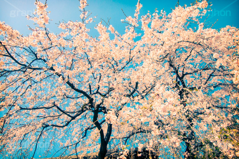 増上寺の枝垂桜,トイカメラ撮影,トイカメラ,ヴィンテージ,ビンテージ,レトロ,お洒落,おしゃれ,オシャレ,味わい,トンネル効果