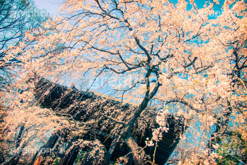 増上寺の枝垂桜,トイカメラ撮影,トイカメラ,ヴィンテージ,ビンテージ,レトロ,お洒落,おしゃれ,オシャレ,味わい,トンネル効果