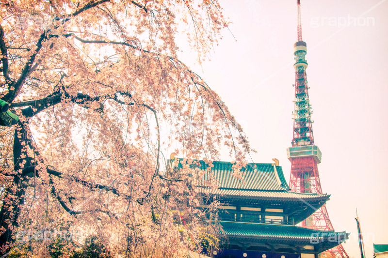 増上寺の枝垂桜,トイカメラ撮影,トイカメラ,ヴィンテージ,ビンテージ,レトロ,お洒落,おしゃれ,オシャレ,味わい,トンネル効果