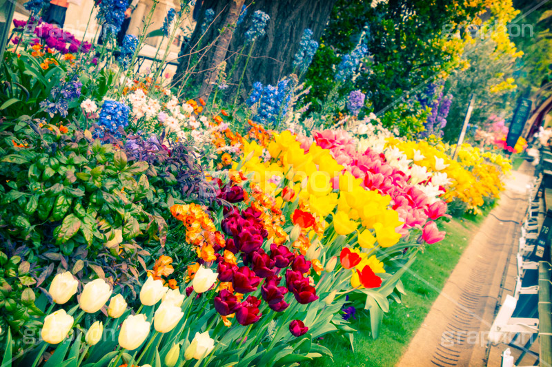 春の花壇,トイカメラ撮影,トイカメラ,ヴィンテージ,ビンテージ,レトロ,お洒落,おしゃれ,オシャレ,味わい,トンネル効果