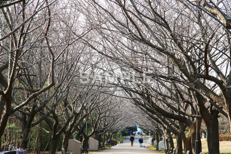 公園,こうえん,緑道,冬,並木,散歩,さんぽ,枯れ木,パーク,park