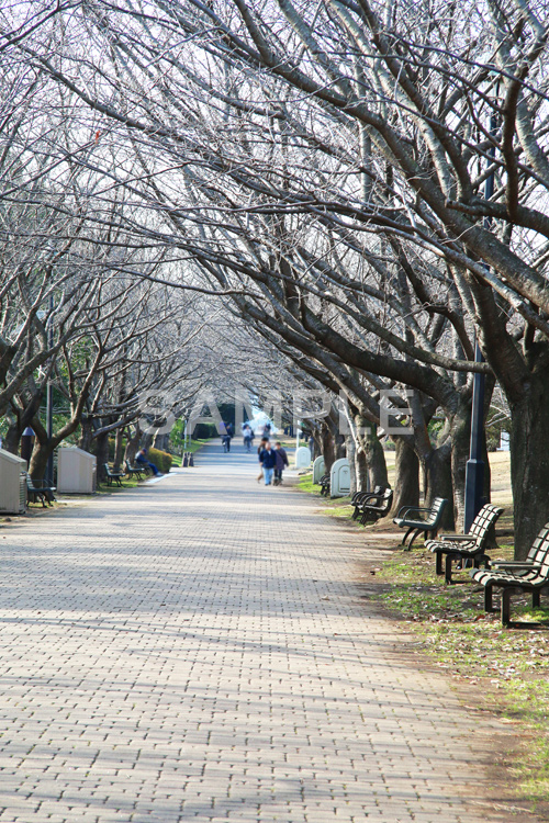 公園,こうえん,緑道,冬,並木,散歩,さんぽ,枯れ木,パーク,park