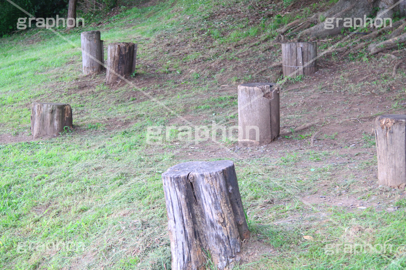 公園,こうえん,休憩,切り株,きりかぶ,椅子,散歩,さんぽ,パーク,park