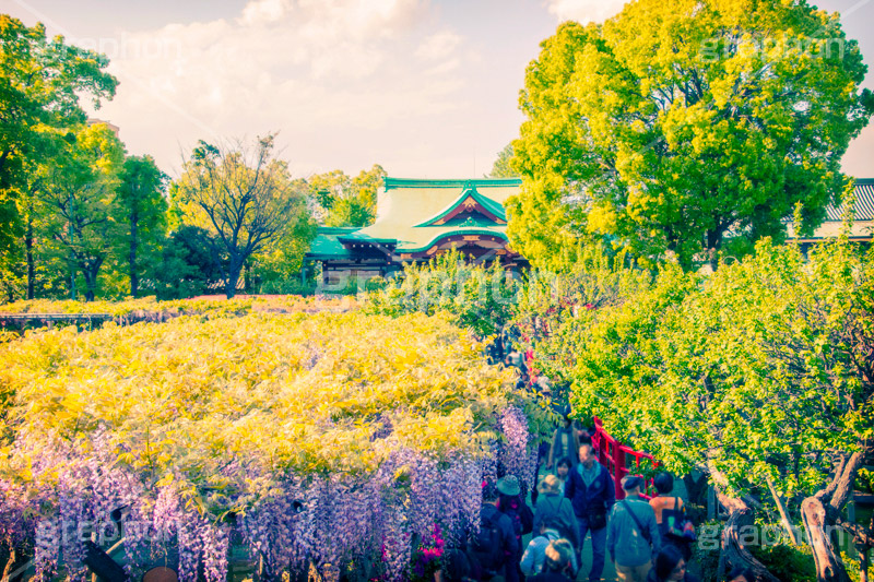 亀戸天神社,トイカメラ撮影,トイカメラ,ヴィンテージ,ビンテージ,レトロ,お洒落,おしゃれ,オシャレ,味わい,トンネル効果