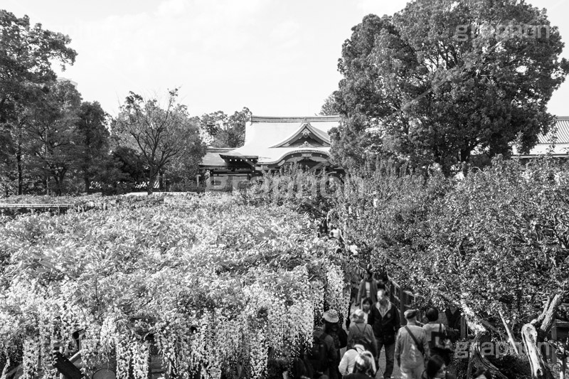 亀戸天神社,モノクロ,白黒,しろくろ,モノクローム,単色画,単彩画,単色