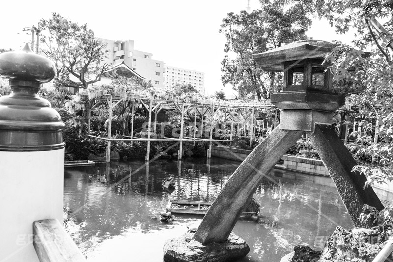 亀戸天神社,モノクロ,白黒,しろくろ,モノクローム,単色画,単彩画,単色