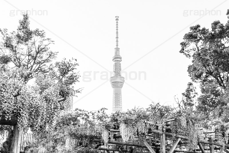 亀戸天神社,モノクロ,白黒,しろくろ,モノクローム,単色画,単彩画,単色