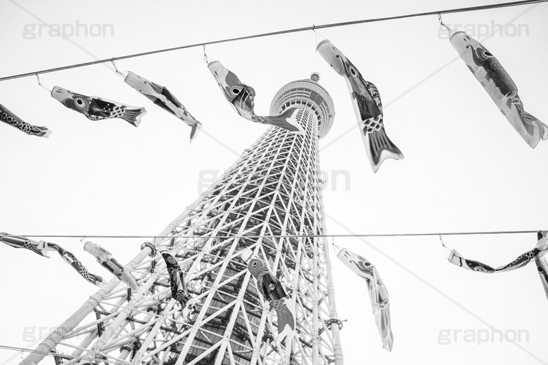 スカイツリーのこいのぼり,モノクロ,白黒,しろくろ,モノクローム,単色画,単彩画,単色