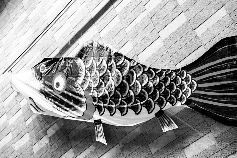 スカイツリーのこいのぼり,モノクロ,白黒,しろくろ,モノクローム,単色画,単彩画,単色