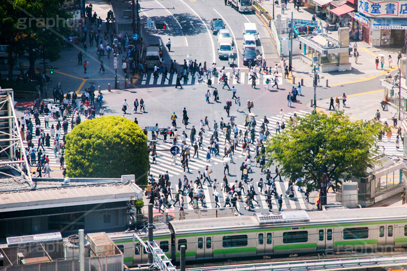 渋谷の雑踏,渋谷スクランブル交差点,渋谷,しぶや,観光,交差点,渋谷駅,駅前,スクランブル,外国人,海外,道玄坂,横断歩道,信号,雑踏,混む,雑踏,都会の雑踏,人混み,人々,渡る,歩く,人物,japan,shibuya