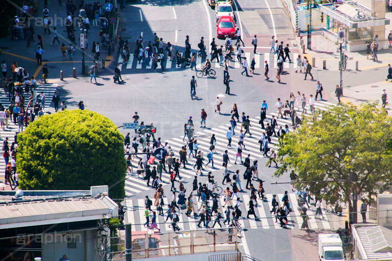 渋谷の雑踏,渋谷スクランブル交差点,渋谷,しぶや,観光,交差点,渋谷駅,駅前,スクランブル,外国人,海外,道玄坂,横断歩道,信号,雑踏,混む,雑踏,都会の雑踏,人混み,人々,渡る,歩く,人物,japan,shibuya