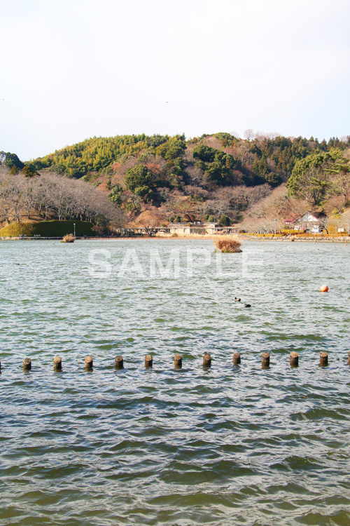 池,いけ,公園,散歩,さんぽ,pond,淡水,池沼