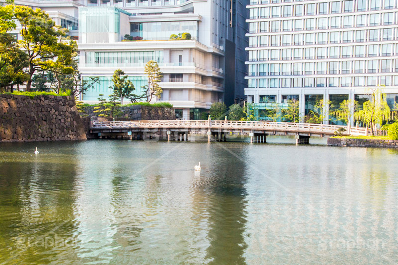 和田倉橋,橋,木の橋,木製,皇居,池,堀,お堀,内堀,溜池,天皇,宮殿,東京,千代田区,大手町,桜田門,重要文化財,japan,tokyo,swan,白鳥