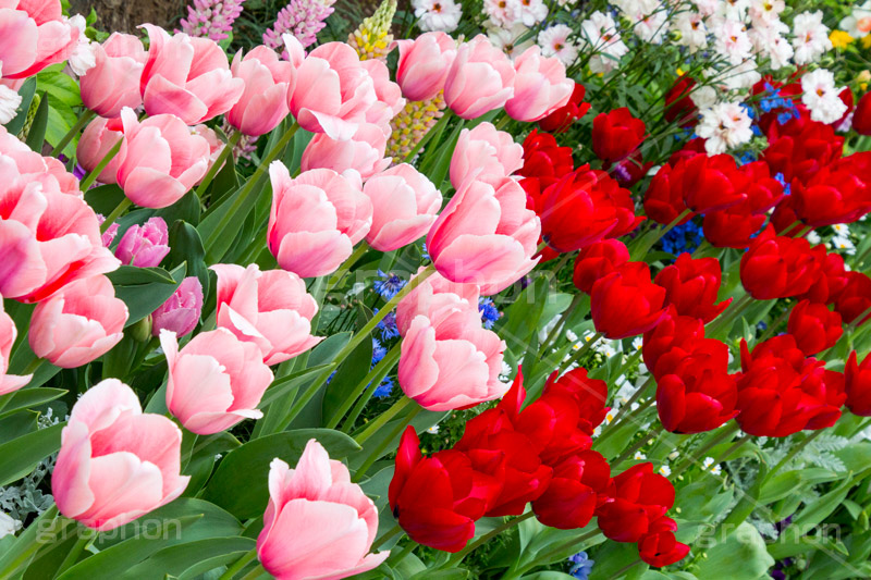 チューリップ,ちゅーりっぷ,チューリップ畑,花,お花,フラワー,はな,flower,花畑,キレイ,きれい,綺麗,満開,咲,咲いた,さいた,春,花壇,tulip,spring