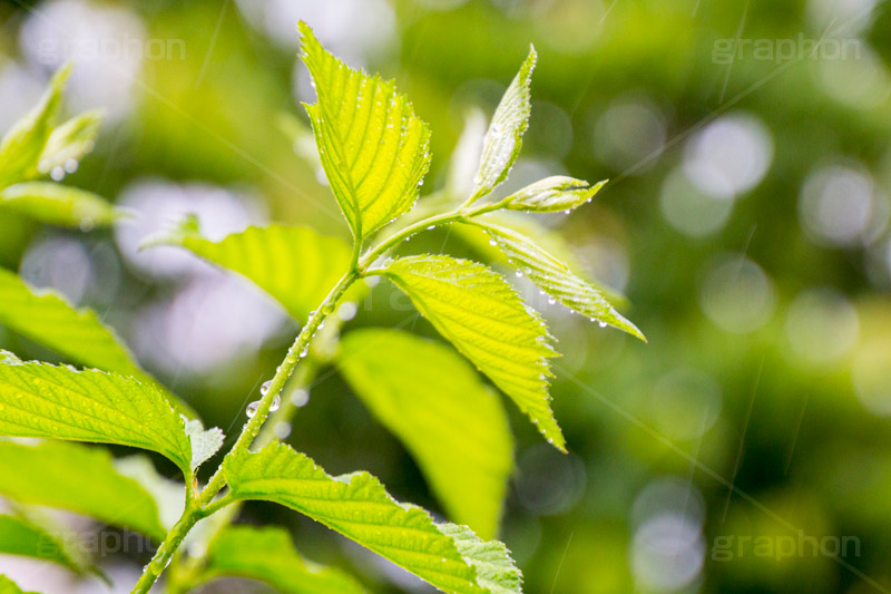 草木に雨粒,雨,あめ,梅雨,つゆ,草,植物,水滴,雨粒,小雨,rain,レイン,雨の日