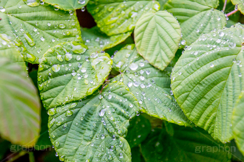 草木に雨粒,雨,あめ,梅雨,つゆ,草,植物,水滴,雨粒,小雨,rain,レイン,雨の日
