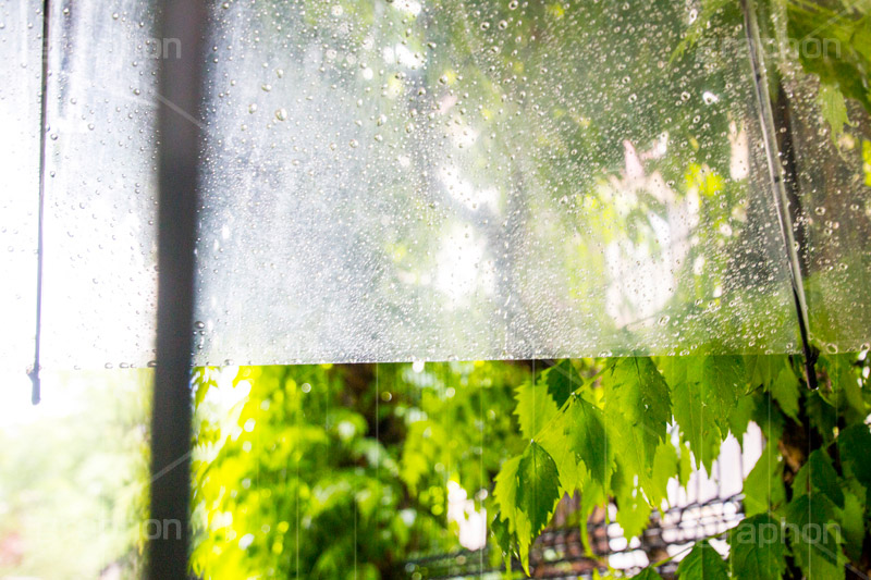 雨の日の散歩,かさ,傘,雨傘,ビニ傘,使い捨て,散歩,雨の日,雨,あめ,梅雨,つゆ,草木,植物,水滴,雨粒,小雨,rain,レイン
