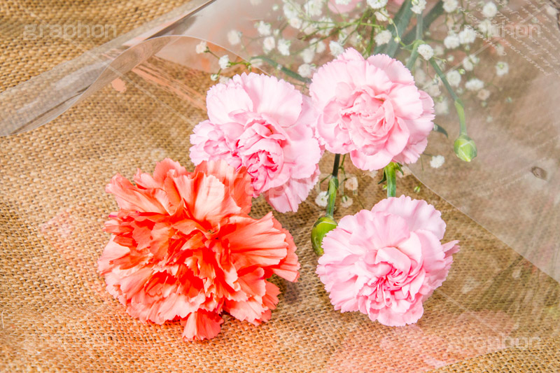 母の日,カーネーション,ナデシコ科,ナデシコ属,花,お花,春,フラワー,spring,flower,carnation,present,mother's day,花束,贈り物,プレゼント,かすみ草,ありがとう,感謝,お礼,母,お母さん