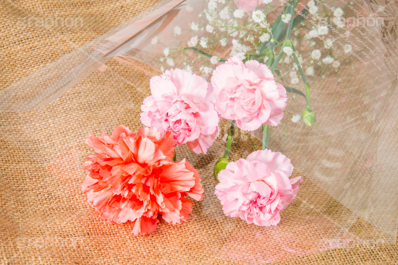 母の日,カーネーション,ナデシコ科,ナデシコ属,花,お花,春,フラワー,spring,flower,carnation,present,mother's day,花束,贈り物,プレゼント,かすみ草,ありがとう,感謝,お礼,母,お母さん