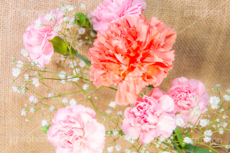 カーネーション,ナデシコ科,ナデシコ属,花,お花,春,フラワー,spring,flower,carnation,present,mother's day,花束,贈り物,プレゼント,母の日,かすみ草,ありがとう,感謝,お礼,母,お母さん