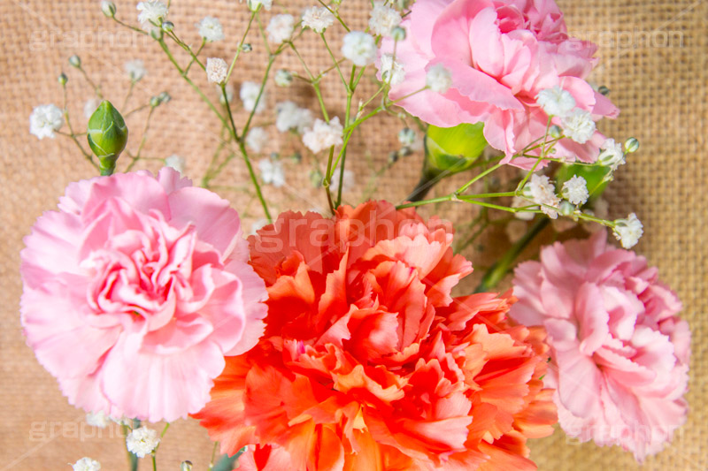 カーネーション,ナデシコ科,ナデシコ属,花,お花,春,フラワー,spring,flower,carnation,present,mother's day,花束,贈り物,プレゼント,母の日,かすみ草,ありがとう,感謝,お礼,母,お母さん