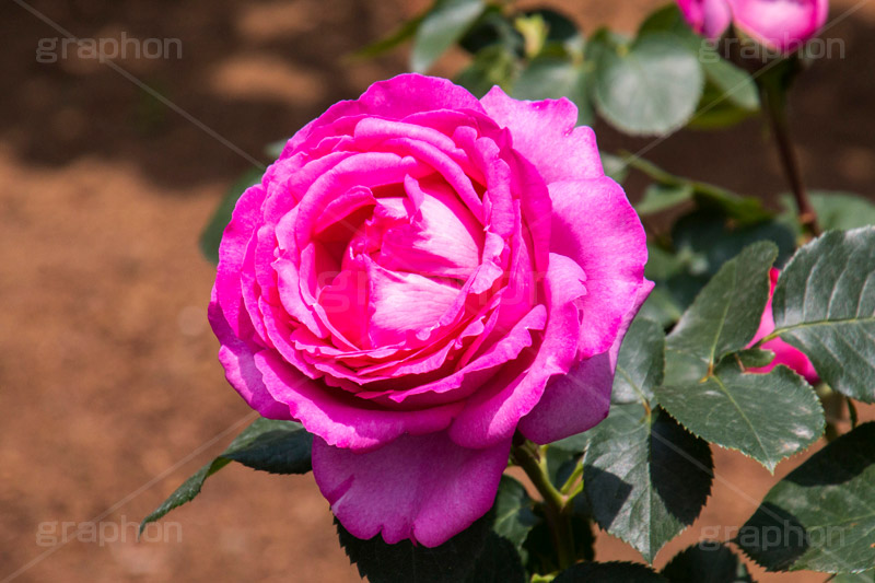 ピンクのバラ,イブ・ピアッチェ,フランス,バラ,花,お花,フラワー,ローズ,flower,rose,france,pink,ピンク,園芸種,灌木,低木,つる植物,春,spring,薔薇