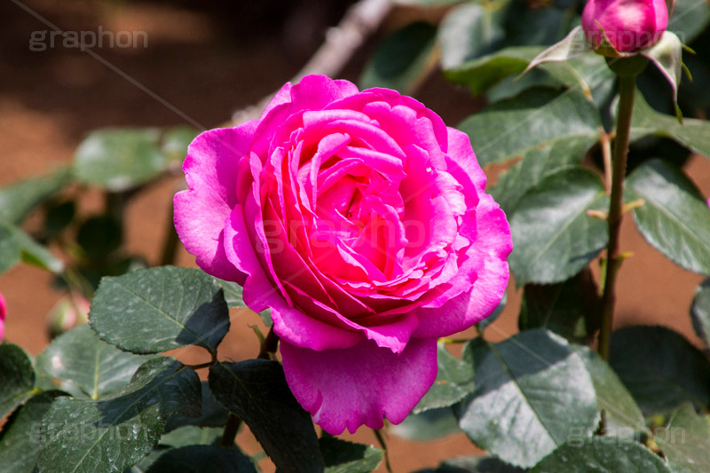 ピンクのバラ,イブ・ピアッチェ,フランス,バラ,花,お花,フラワー,ローズ,flower,rose,france,pink,ピンク,園芸種,灌木,低木,つる植物,春,spring,薔薇