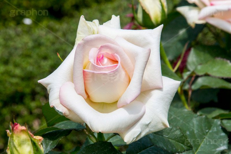 バラ,花,お花,フラワー,ローズ,flower,rose,園芸種,灌木,低木,つる植物,春,spring,薔薇