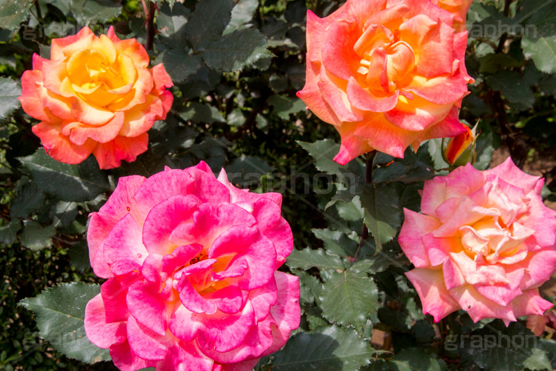 朝雲,京成,ピンク,イエロー,バラ,花,お花,フラワー,ローズ,flower,rose,pink,園芸種,灌木,低木,つる植物,春,spring,薔薇