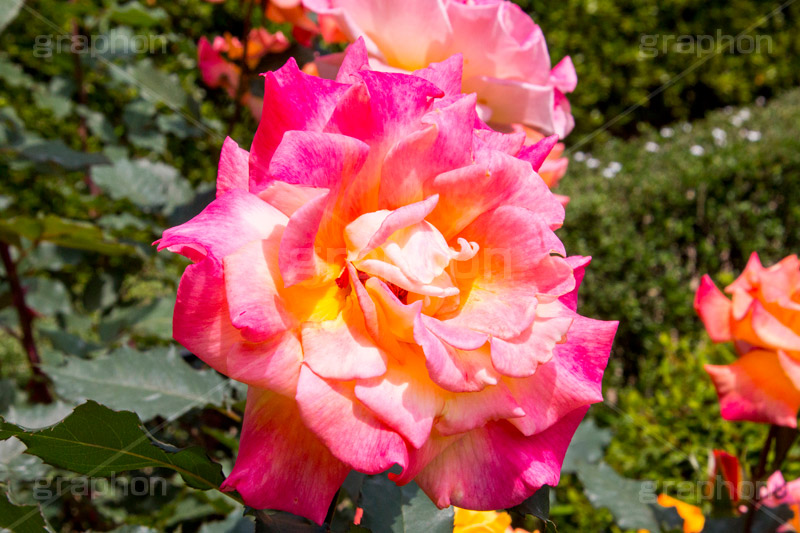 朝雲,京成,ピンク,イエロー,バラ,花,お花,フラワー,ローズ,flower,rose,pink,園芸種,灌木,低木,つる植物,春,spring,薔薇