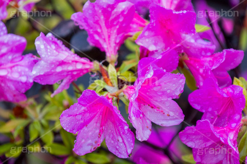 ツツジに雨粒,ツツジ,つつじ,花,フラワー,雨,あめ,梅雨,つゆ,草,植物,水滴,雨粒,小雨,rain,flower,レイン,雨の日