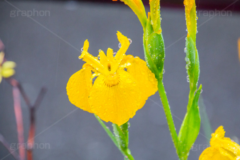 菖蒲に雨粒,菖蒲,しょうぶ,花,フラワー,雨,あめ,梅雨,つゆ,草,植物,水滴,雨粒,小雨,rain,flower,レイン,雨の日