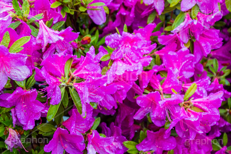ツツジに雨粒,ツツジ,つつじ,花,フラワー,雨,あめ,梅雨,つゆ,草,植物,水滴,雨粒,小雨,rain,flower,レイン,雨の日