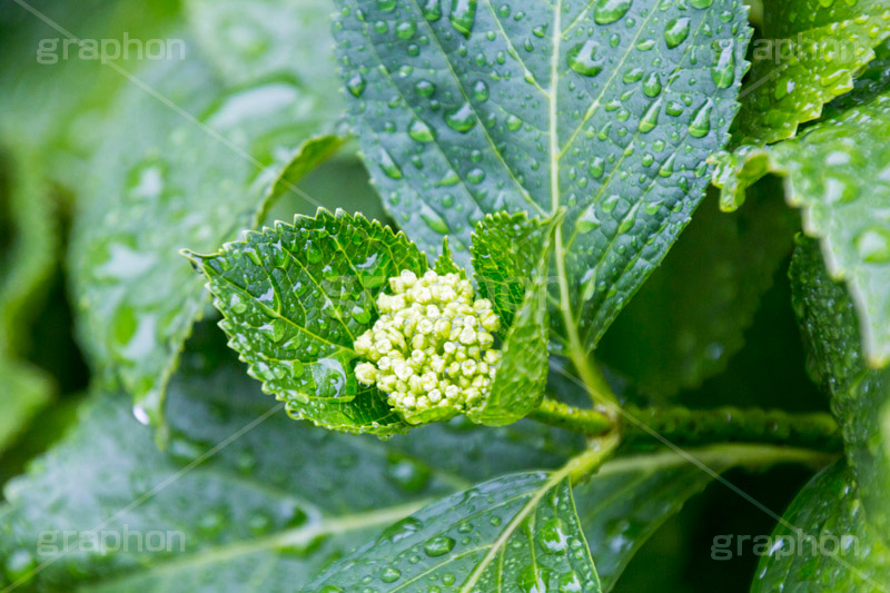 雨の日のあじさい,雨,あめ,梅雨,つゆ,あじさい,アジサイ,紫陽花,水滴,雨粒,小雨,rain,レイン,雨の日,花,ホンアジサイ,季語,フラワー,flower,葉,leaf,6月