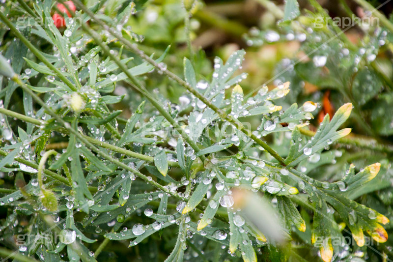 草木に雨粒,雨,あめ,梅雨,つゆ,草,植物,水滴,雨粒,小雨,rain,レイン,雨の日,葉,leaf