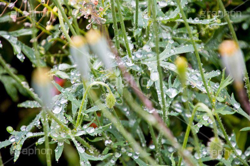 草木に雨粒,雨,あめ,梅雨,つゆ,草,植物,水滴,雨粒,小雨,rain,レイン,雨の日,葉,leaf