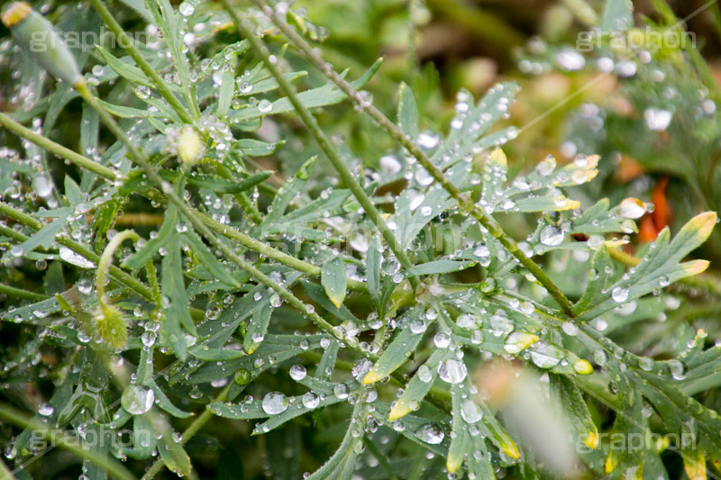 草木に雨粒,雨,あめ,梅雨,つゆ,草,植物,水滴,雨粒,小雨,rain,レイン,雨の日,葉,leaf