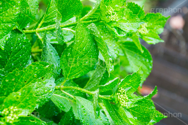 雨の日のあじさい,雨,あめ,梅雨,つゆ,あじさい,アジサイ,紫陽花,水滴,雨粒,小雨,rain,レイン,雨の日,花,ホンアジサイ,季語,フラワー,flower,葉,leaf,6月