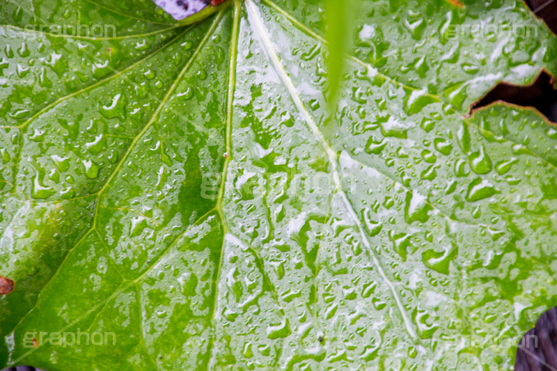 草木に雨粒,雨,あめ,梅雨,つゆ,草,植物,水滴,雨粒,小雨,rain,レイン,雨の日,葉,leaf