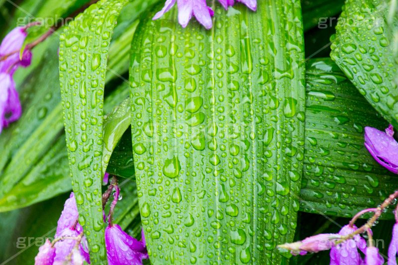 草花に雨粒,花,フラワー,雨,あめ,梅雨,つゆ,草,植物,水滴,雨粒,小雨,rain,flower,レイン,雨の日,葉,leaf